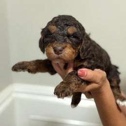 Boy 3 Brown collar - male Golden Mountain Doodle puppy in Spring, Texas from The Doodle Den