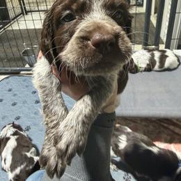 Ace - Liver white and roan male English Springer Spaniel puppy in Ogilvie, Minnesota from V.V. Berg Kennels