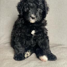 Assorted Doodle Crosses Puppies from Barking Blessings