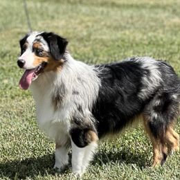 Chrissie - Miniature American Shepherd