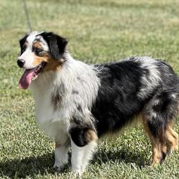 Chrissie - Miniature American Shepherd