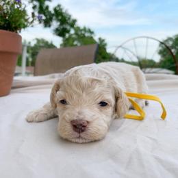 Bolt - Cream male Cockapoo puppy in Bedford, Iowa from Our Father’s Doodles