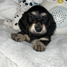 Charming Valentines - Black and cream male Dachshund puppy in Prescott, Arizona from Dachshund Family Love Breeders