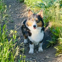 Rock - Blue male Pembroke Welsh Corgi puppy in Benjamin, Utah from Nuna’s  Corgis