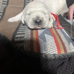 Boy 1 - Golden Retriever puppy from MarGold Goldens