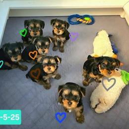 Santa - Black and tan male Yorkshire Terrier puppy in Nitro, West Virginia from Kathryn's Yorkies