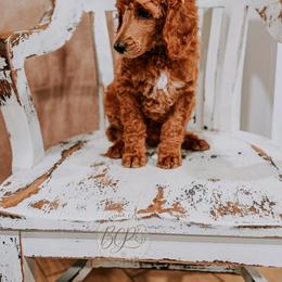 Poodle Puppies from Bridge City Poodles