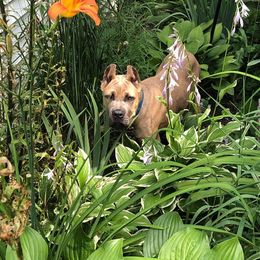 Cane Corso Puppies from Samantha Jackson