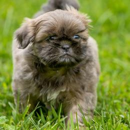 Girl 1 - Blue female Shih Tzu puppy in Springville, Indiana from DeFord Shih Tzu