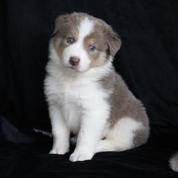 Border Collie Puppies from C Bar C Ranch