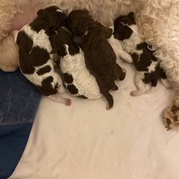 Lagotto Romagnolo and Yorkshire Terrier Puppies from Sherlyn Kennels