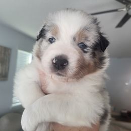 Australian Shepherd Puppies from Maverick Farms Australian Shepherds