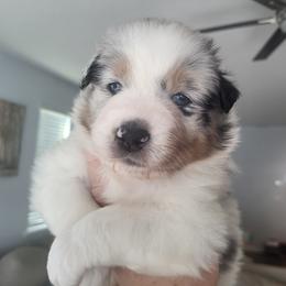Australian Shepherd Puppies from Maverick Farms Australian Shepherds