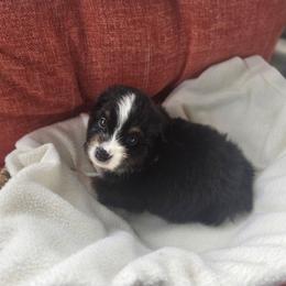 Boy 5 - Black tri male Miniature American Shepherd puppy in Griswold, Connecticut from Flatrock Kennels of CT