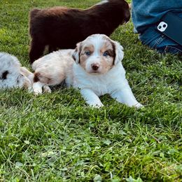 Australian Shepherd Puppies from Aussies Of Circle H