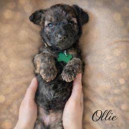 Ollie - Wheaten male Whoodle puppy in Knoxville, Tennessee from Fleury Farm Doodles TN