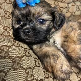 Maple - Sable male Shih Tzu puppy in Coolidge, Arizona from Shih Tzu’s  ‘N’ Love