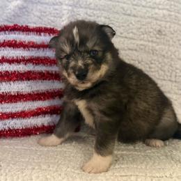 Solis - Sable and white male Siberian Husky puppy in London, Ohio from Rose Trail Siberian’s