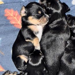 TBD 1st born - Black and cream female Dachshund puppy in El Dorado, Arkansas from LovelylilDoxies