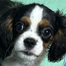 Cavalier King Charles Spaniel puppies from Prestigious Pups