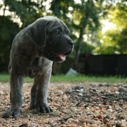 Cane Corso Puppies from Dolce Luna Corsos