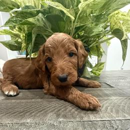 Black - Red  male Goldendoodle puppy in Bakersfield, California from Lavish Doodles