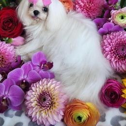 Mia’ - Maltese