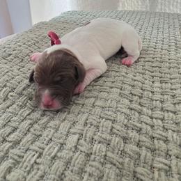 Maroon Girl - Liver and white female German Shorthaired Pointer puppy in Nampa, Idaho from Heart Mountain Cavaliers & Floating Feathers Kennel