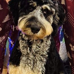 Aussiedoodle, Bernedoodle, and Bernese Mountain Dog All Grown Up from Lost Coast Bernese Mountain Dogs