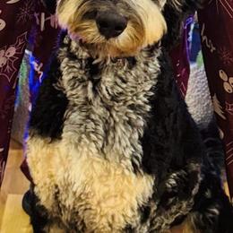 Aussiedoodle, Bernedoodle, and Bernese Mountain Dog All Grown Up from Lost Coast Bernese Mountain Dogs