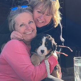 Bernese Mountain Dog Puppies from Lonesome Pine Farm