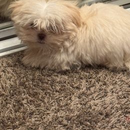 Benny - White male Shih Tzu puppy in Azusa, California from RJ Shih Tzu lover