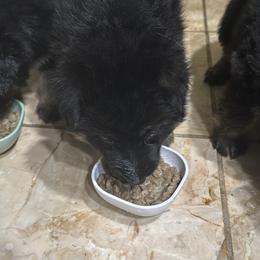 German Shepherd Puppies from Brooks High Quality Breeders