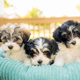 Havanese from Cabana Havanese
