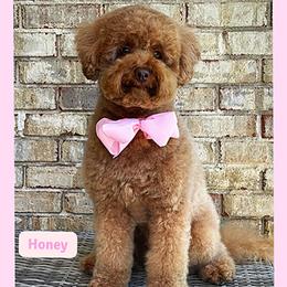 Honey - Australian Labradoodle
