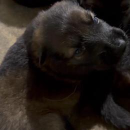 Dark sable Boy 6 - Sable male German Shepherd puppy in Hollis Center, Maine from Noble German Shepherds of Maine
