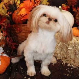 Valentine - Shih Tzu