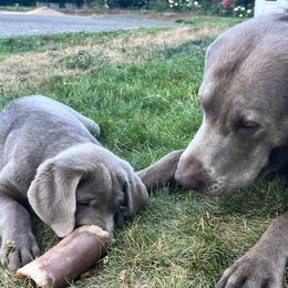 Bowie - Dilute Retriever