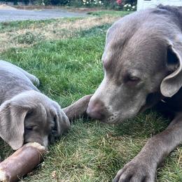 Bowie - Dilute Retriever