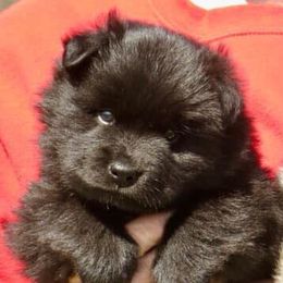 Finnish Lapphund and Leonberger Puppies from Lighthouse Lapphunds and Leos by the Sea