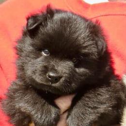 Finnish Lapphund and Leonberger Puppies from Lighthouse Lapphunds and Leos by the Sea