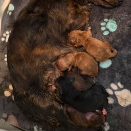 Dachshund puppies from It's Mini Wieners Baby