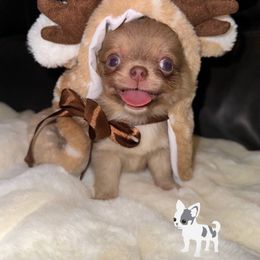 Chihuahua Puppies from Naples Tiny Dogs