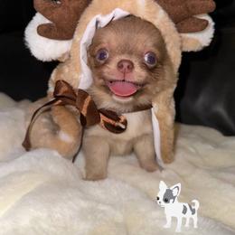 Chihuahua Puppies from Naples Tiny Dogs