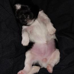 Diva - Black and white female Shih Tzu puppy in Arcadia, Florida from Kitsune Cuddles and kisses