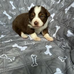 Wendy - Red tri-color female Miniature American Shepherd puppy in Iola, Kansas from Elm Creek Minis