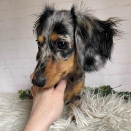 Remi - Dachshund