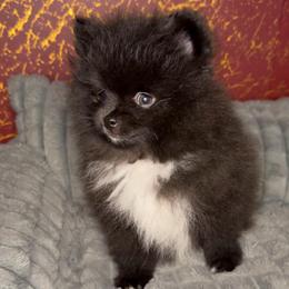 Onyx - Black female Pomeranian puppy in Los Angeles, California from AMAYSING Pups