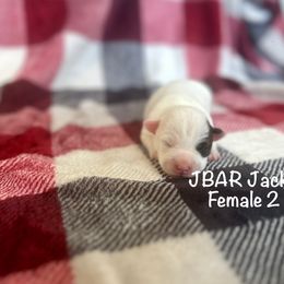 Female 2 - Tri-color female Jack Russell Terrier puppy in Bedias, Texas from JBar Jacks