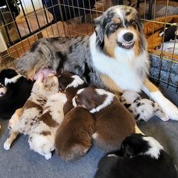 Australian Shepherds from Polaris Australian Shepherds